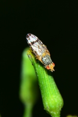Sphenella ruficeps