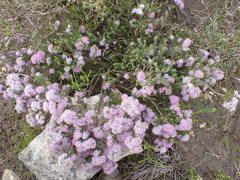 Agathosma serpyllacea