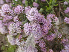Agathosma serpyllacea