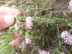 Agathosma serpyllacea