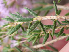 Agathosma serpyllacea