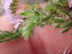 Agathosma serpyllacea