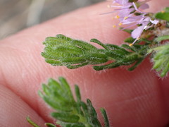 Agathosma serpyllacea