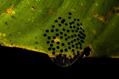 Cochranella granulosa image