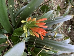 Clivia miniata miniata