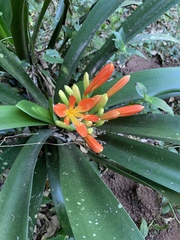 Clivia miniata miniata