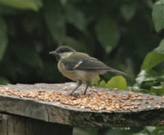 Parus major newtoni