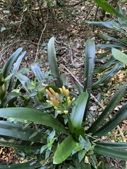 Clivia miniata miniata