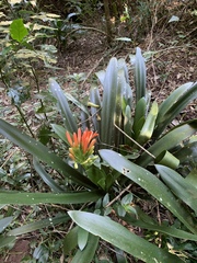 Clivia miniata miniata