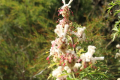 Isopogoninae