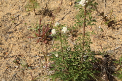 Isopogoninae