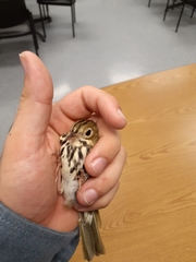 Seiurus aurocapilla image