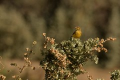 Epthianura aurifrons