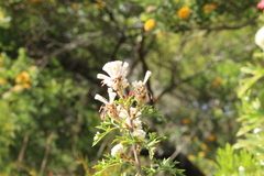 Isopogoninae