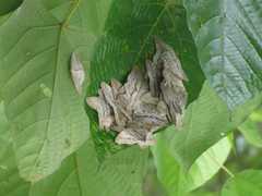 Cyclidia rectificata