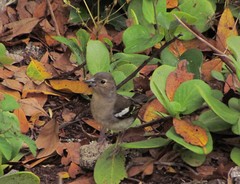 Fringilla coelebs canariensis