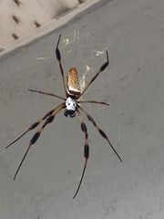Trichonephila clavipes image