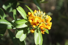 Gastrolobium bilobum