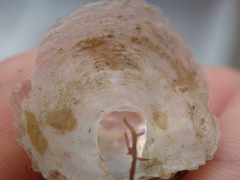 Pododesmus patelliformis