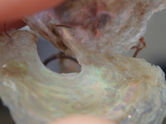 Pododesmus patelliformis