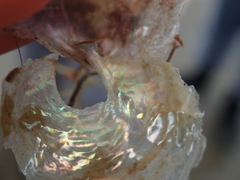 Pododesmus patelliformis