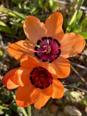 Sparaxis elegans
