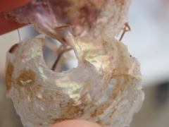 Pododesmus patelliformis