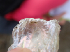 Pododesmus patelliformis