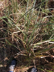 Carex pumila