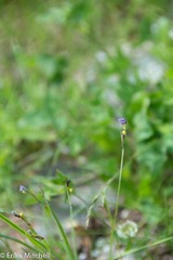 Sisyrinchium mucronatum