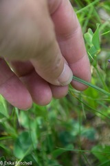 Sisyrinchium mucronatum