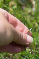 Sisyrinchium mucronatum