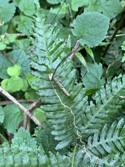 Pteris catoptera