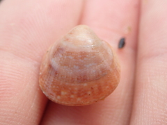 Laevicardium crassum