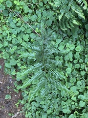 Pteris catoptera