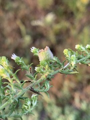 Rhopalomyia gemmaria