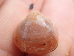 Laevicardium crassum