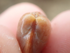 Laevicardium crassum