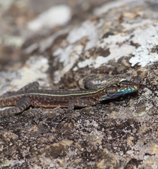 Platysaurus mitchelli
