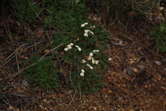 Stylidium spathulatum
