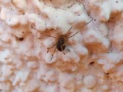 Odiellus spinosus