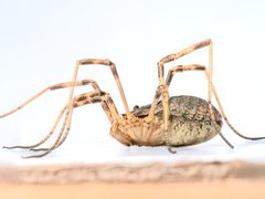 Odiellus spinosus