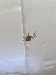 Steatoda triangulosa