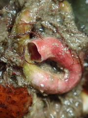 Serpula vermicularis