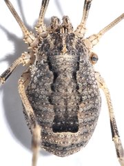Odiellus spinosus