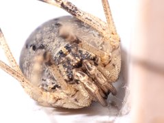 Odiellus spinosus