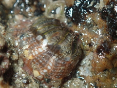 Aulactinia verrucosa