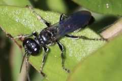 Lyroda subita