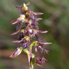 Genoplesium morrisii