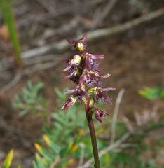 Genoplesium morrisii